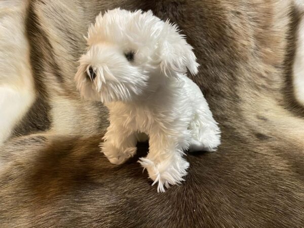 Kaisuloom "Malta koer" (27 cm)