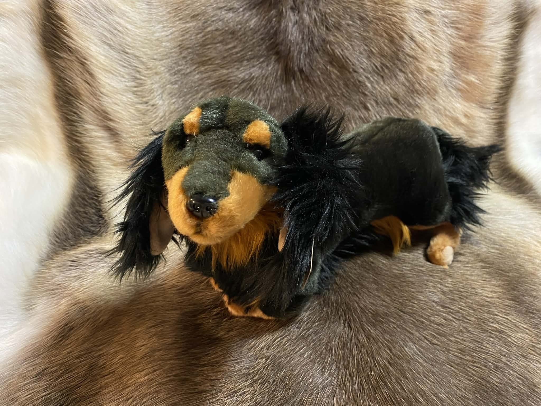 Taks, pikakarvaline (30 cm)